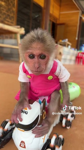 Cute Baby Monkey Moon Cares for Her Dad