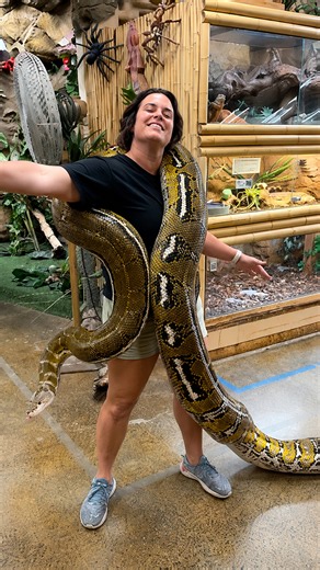 Striped genetics stand out on this massive reticulated python