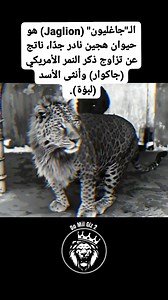 8.6K views · 82 reactions | الـ"جاغليون" (Jaglion) هو حيوان هجين نادر...