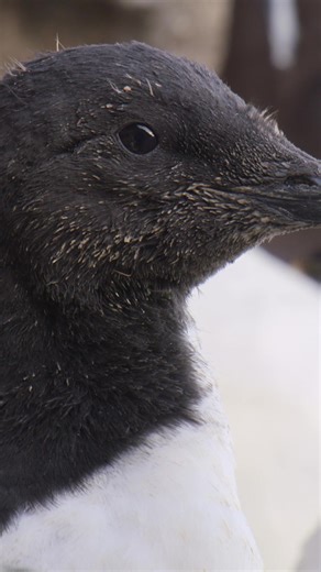 Incredible Animal Journeys: Auks Take Flight
