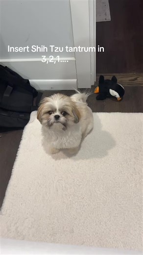 Shih Tzu Tantrums: Hilarious Dog Behavior