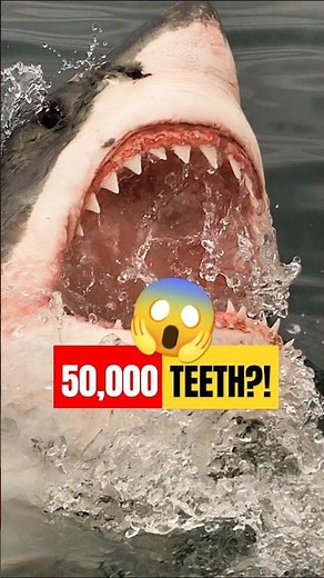 Why Do Sharks Have Such Sharp Teeth? 🔪🦈