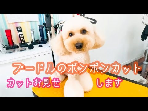 【トイプードル】顔カット！ピーナッツカットお見せします！サマーマイアミポンポンカット