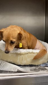 Humane Society of Missouri on Reels