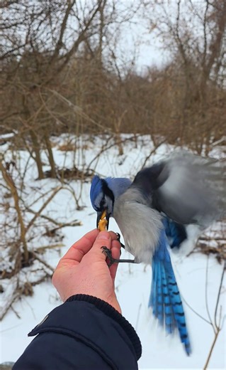 A Wild Blue Jay Came Back 7 Times… This Is What Friendship Looks Like 💙
