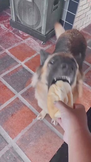Cachorros Pastor Alemão: O Que Você Precisa Saber