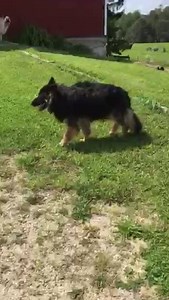 11K views · 884 reactions | NEW EPISODE OF "DEXTER AND THE GANG" The gang is surveilling its new home territory. WWW.SHEPRESCUE.ORG CMcA | Westside German Shepherd Rescue of Los Angeles | Facebook