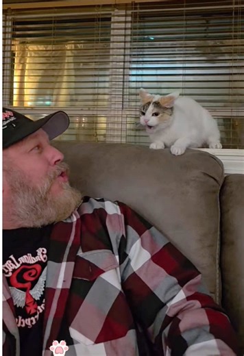 Bad Cat Moments That Will Make You Laugh