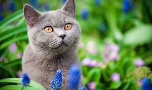 Gardening expert gives tips on deterring pets and pests