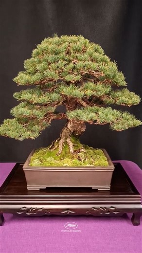 Tora Ten bonsai: The Tiger Mark style explained