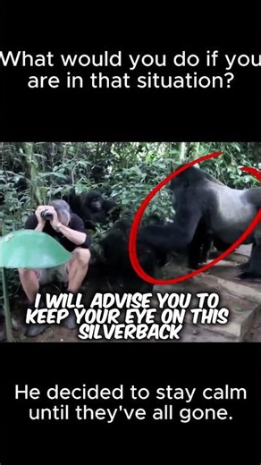 Man Comes Face-to-Face with Silverback Gorilla Family 🦍✨