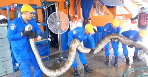Massive python discovered in Malaysia