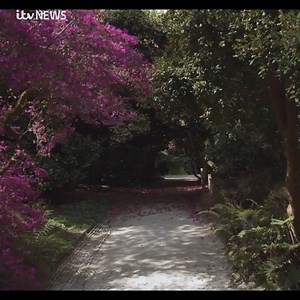 Just look at those plants 😍 The world renowned Lost Gardens of Heligan in Cornwall are to reopen after three months due to Covid-19 ➡️ https://bit.ly/3cEcIh8 | ITV News West Country