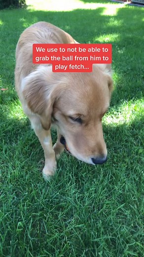 Train Your Dog to Drop the Ball for Fetch Fun