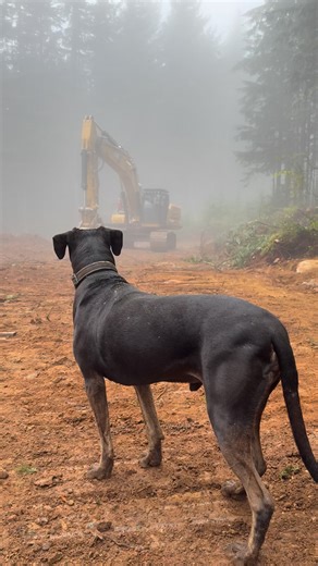 I found Rex supervising his owner Steve Mitchell, a faller who was downing trees in order to make way for a road being constructed just outside of Courtenay, BC. Rex has been trained to stay behind Steve whenever he’s working, and serves as a trusty companion. #forestry #dogs #britishcolumbia | BC Bob