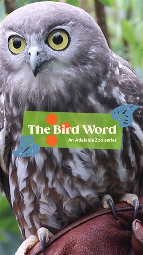 11K views · 476 reactions |  Welcome to The Bird Word!  In the first episode of this fortnightly series, Adelaide Zoo's Chad Crittle introduces Barking Owl, Owlbert Einstein 殺 If you've seen the Free Flight Show, you'll likely have seen Einstein flying about! In each episode of The Bird Word, we'll talk about conservation efforts, fun facts and more about the wonderful and different bird species at Adelaide Zoo. | Adelaide Zoo | Facebook