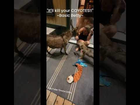 DONKEYS KILL COYOTES!🐺🫏 #weavethecoyote #baby #training #education #friends #animals #nature #beast