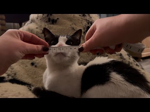 ASMR | Measuring Norman