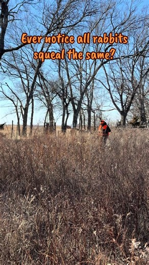 The famous rabbit squeal 🐰 Same sound. Same pitch. That’s not chance. God is amazing. 🙏🏾