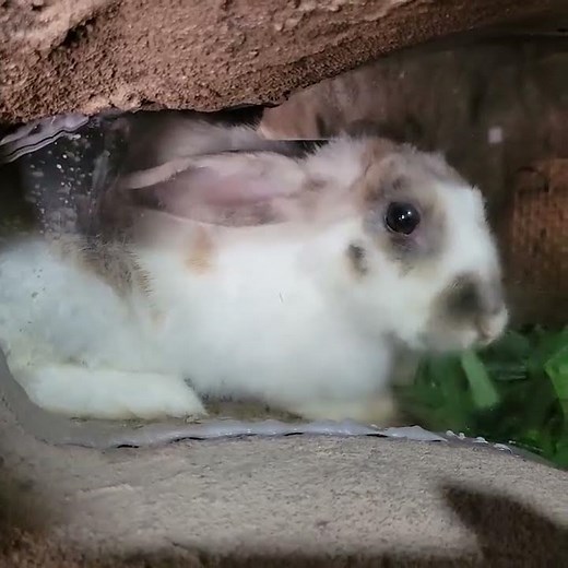 カイウサギ_広島市安佐動物公園｜としとしWeb動物園