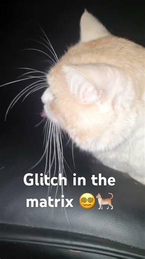 Sher.exe Has Stopped Working 😂#shorts #cats