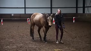 10K views · 473 reactions | NEW training videos online in the liberty series!  In the newest videos we go further then the basics and start with the more precise work!朗 Have you always wanted to learn more about liberty work? In this liberty series I am teaching you all about the steps I take with my horses! Visit www.featherlightacademy.com and watch the full videos now!  | Feather Light Horsemanship | Facebook