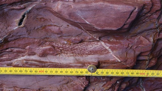 377 million-year-old tree fossils rewrite geological history