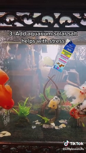 Goldfish Care 101: Essential Tips for New Fish Owners