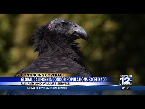 Global California condor population exceeds 600 after being critically endangered