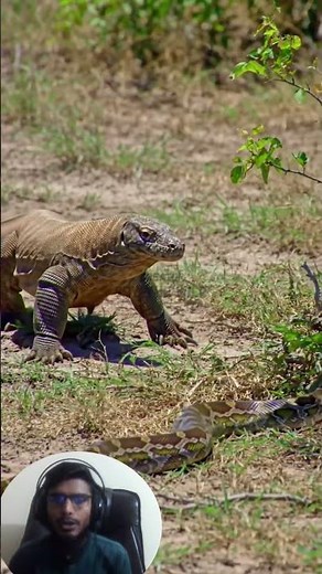 Komodo Dragon Attacks Python Snake in Lightning-Fast Strike | Brutal Wildlife Predator Battle