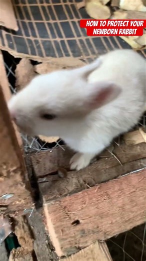 How to protect your newborn rabbit #shorts #viralshorts #newbornrabbits #babyrabbits #rabbitcare