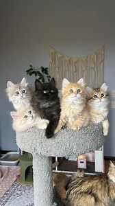 Hypoallergenic Siberian Kittens (Guardian Home) | Cats | KSL Classifieds