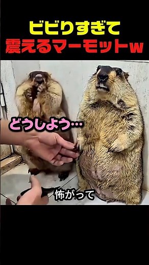 A marmot shaking in fear… the real reason lol #marmot #marmotvideo #animalvideo #animalreaction #...