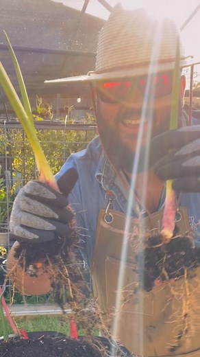 Propagating Snake Plants! | Texas Garden Guy