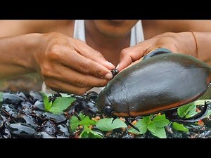 Survival skills: Cooking insects fried​ Dytiscus​ Recipes And Eating delicious (EATING NO TALKING)