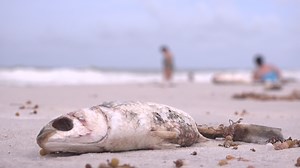 Red tide at the beach: See the latest conditions