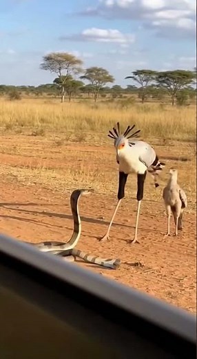 Secretary Bird's Hunting Technique is Absolutely Brutal #wildlife #nature #safari