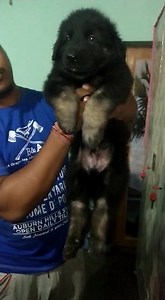 Heavy Bone Male GSD medium coat. WhatsApp 9800043052 for details. | The PET Shoppe Siliguri