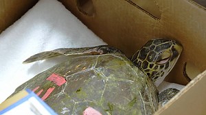 74K views · 295 reactions | Last week, 15 cold-stunned sea turtles...