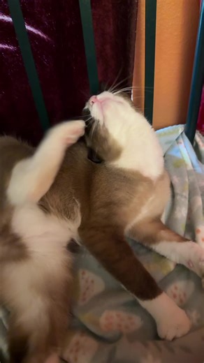 the.hippie.cat.lady (@the.hippie.cat.lady)’s videos with original sound - random_stuff