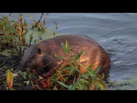 A North American Beaver noses around on shore along a northern USA river