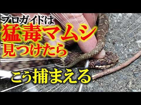 [Mamushi] A professional explains how to capture a snake without getting bitten