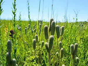 TLC Hosts 30th Annual Celebration Virtual Event