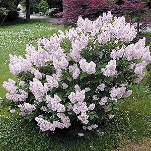 Miss Kim Lilac (Syringa) Starter Hedge Kit, Live Bareroot Shrubs, 12 to 18 inches Tall - 5 Bare Root Plants per Offer