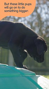 Help Piper, Leo & Honey take their first step as they grow into life-changing guide dogs. Do something amazing! Sponsor a puppy from £1 a week and follow their training journey. [Visual description: Video montage of future guide dog puppies – Piper, a Labrador/golden retriever cross, plays with a caterpillar toy; Honey, a Labrador/golden retriever, chews on a tug toy; and Leo, an adorable black Labrador, trots across the grass. The montage continues with each puppy playing at the National Centre