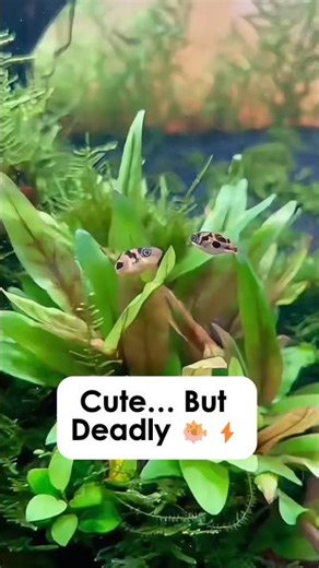 This Tiny Fish Looks Cute... But It's a HUNTER | Pea Puffer Secrets