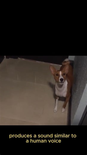 Most dogs bark, but the Basenji does something completely different. 🐕🎶 Turn your sound up for the famous 'Baroo'! #Basenji #DogFacts #puppedia #doglover #dog | Puppedia