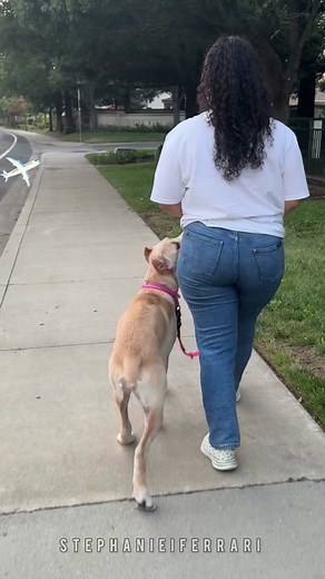 Her family went a thousand miles to come and adopt this lucky cane corso ✈️ Pearl is now a proud Floridian and we can’t wait to watch her thrive in her new home! 🐾❤️ #adopteddog #fosterdog @Heather @MLCR