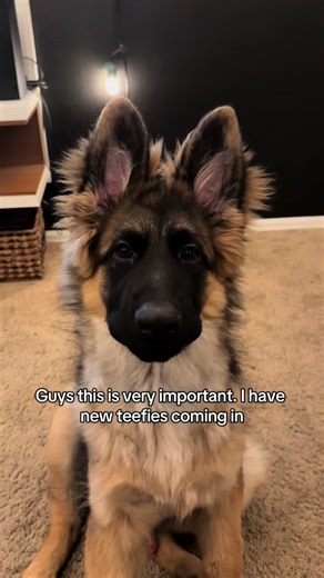 This man is becoming a teenager and his adult canine teefies are coming through!! #puppiesoftiktok #germanshepherd #germanshepherdsoftiktok #germanshepherdpuppy #puppyteeth