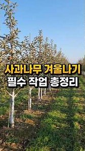 [2-Year-Old Apple Trees! Essential Winter Prep Guide] The Real Reason Your Apple Trees Split and ...